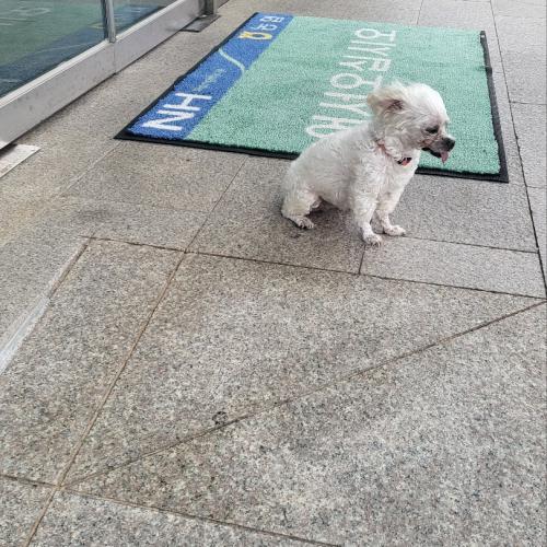 목포대성농협앞 유기견있어요