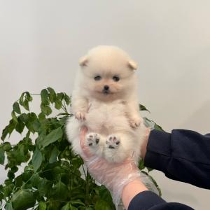 털이 빵빵한 포메라니안 왕자님 [만두] 분양해용