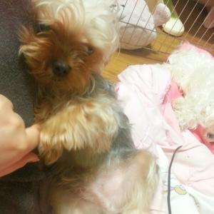 요크셔테리어를 찾습니다..