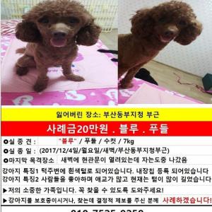 강아지를찾습니다