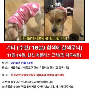 똥이찾습니다 집은 화곡4동 마지막 발견장소 선유도역 양평 휴 플러스 아파트