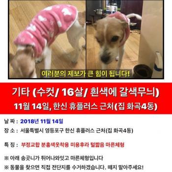 똥이찾습니다 집은 화곡4동 마지막 발견장소 선유도역 양평 휴 플러스 아파트