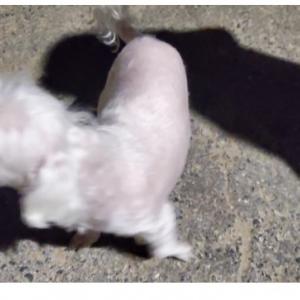 연수구 옥련동 말티즈 암컷 찾습니다.