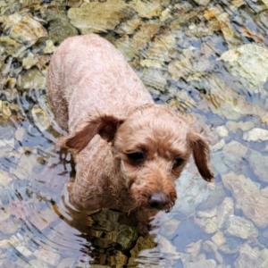 복똘이좀 찾아주세요