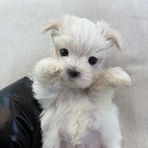 말티푸분양 2개월령 왕자님 애교가득