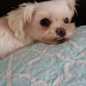 제발한번만봐주세요(수원시 지동/남수동)