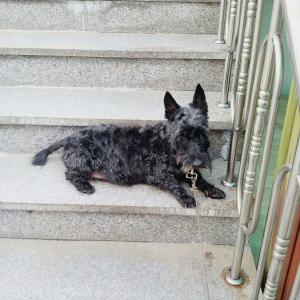 강아지 찾습니다