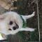흰색 포메 여아 보호중입니다