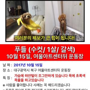 잃어버린푸들 저희보리를 찾습니다