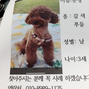 푸들찾아요ㅜ 인천 석남동 삼산실업앞