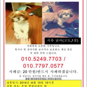 시츄를 찾습니다.