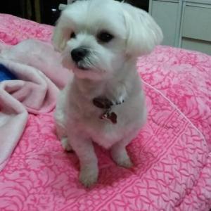 말티즈 저의 가족 요미를 찾습니다