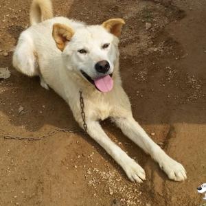 진도견 찾습니다.