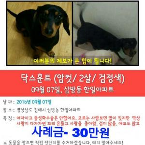 (암컷)닥스훈트 찾습니다ㅠㅠ