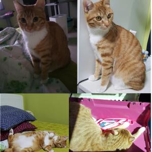 고양이(코숏-치즈)를 찾아요~