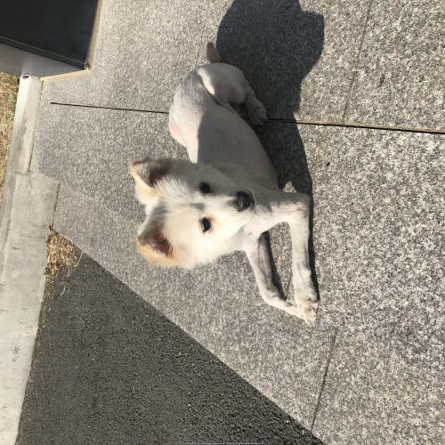 하얀색 개 잃어버리신 분~