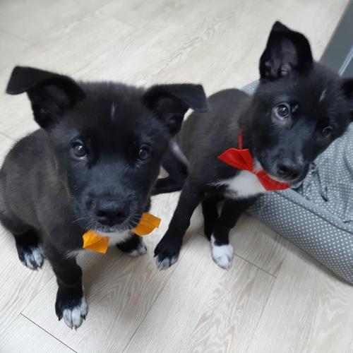 보늬와 슈퍼의 가족이 되어주세요