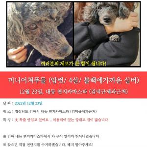 김해 내동 강아지를 찾습니다
