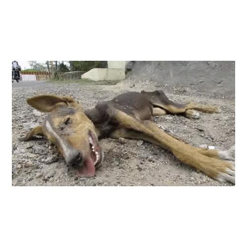 살고 싶었던 강아지의 과정 이야기
