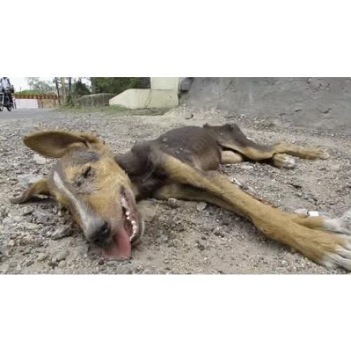 살고 싶었던 강아지의 과정 이야기