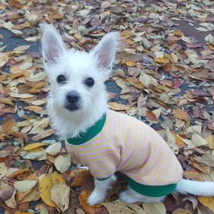 강아지를 찾습니다