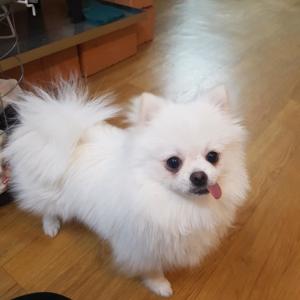 원주 우산동 5개월남아 포메라니안