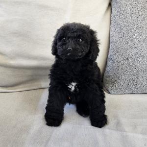 스탠다드푸들분양 2개월령 왕자님 블랙푸들분양