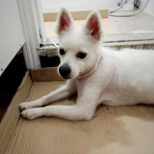 서울 강북구 수유동 스피치? 흰색강아지 보호하고 있습니다.