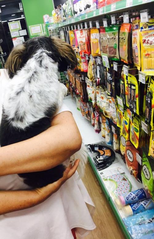 검정-갈색-흰색털을 가진 시츄 임시보호중입니다. 주인 찾아요