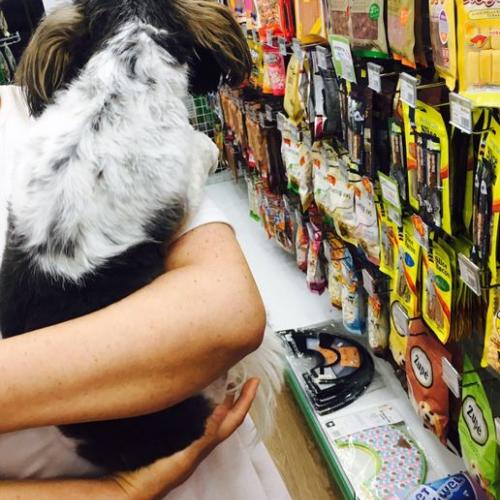 검정-갈색-흰색털을 가진 시츄 임시보호중입니다. 주인 찾아요