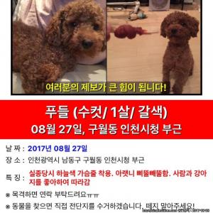 인천 남동구 구월동 갈색 푸들 찾아요