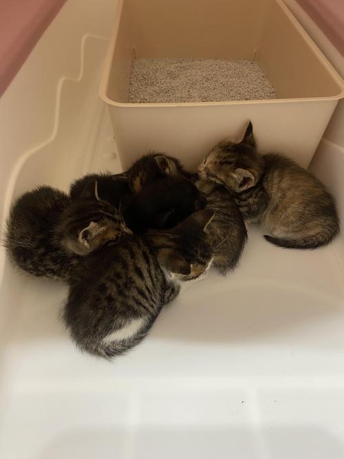 아기고양이 입양해가실분