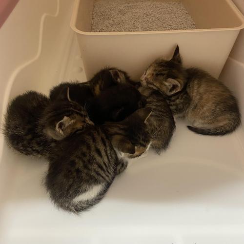 아기고양이 입양해가실분