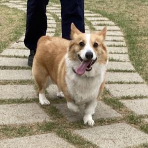 사랑스런 가족 웰시코기 채리를 찾습니다