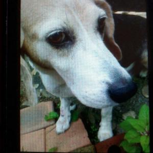 비글 강아지를 찾습니다