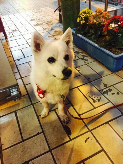 스피츠 잃어버리신분ㅜㅜ