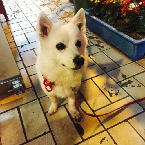 스피츠 잃어버리신분ㅜㅜ