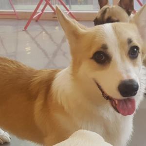 [동대문구/장안동] 웰시코기 1살 수컷 찾고있습니다