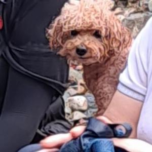 사례금 100만원/초코/푸들/남아/울산