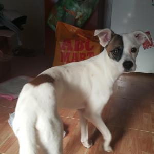 대구 서구 평리동쪽 강아지 찾습니다