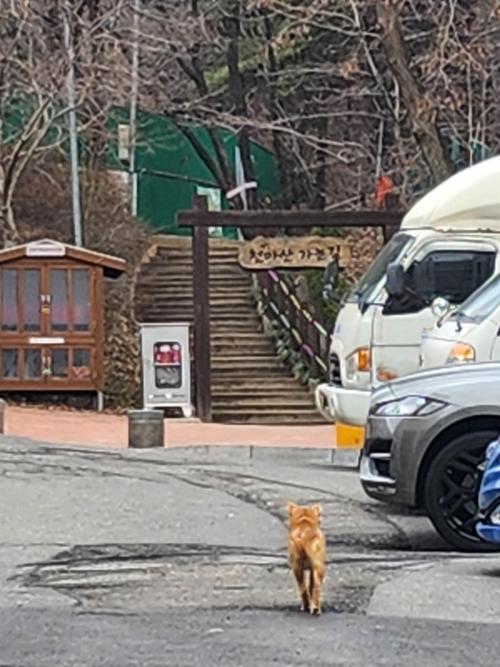 인천 계양구 천마산에 몇일째 돌아다니는 아기진도개??