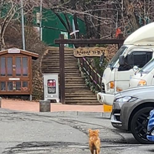 인천 계양구 천마산에 몇일째 돌아다니는 아기진도개??