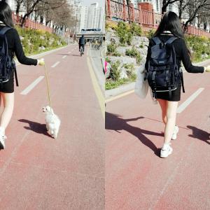 말티즈 강이를 찾습니다..