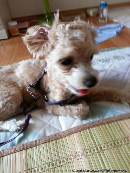 푸들로 추정되는 강아지 주인 찾아요