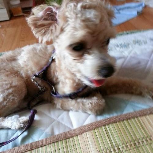 푸들로 추정되는 강아지 주인 찾아요