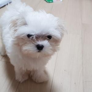 강아지 분양 보냅니다