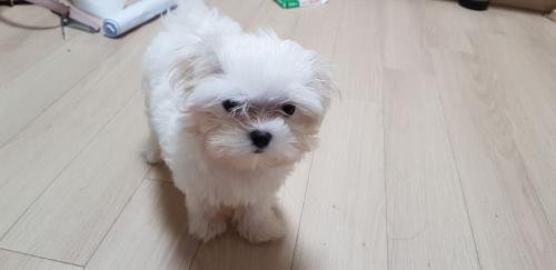 강아지 분양 보냅니다