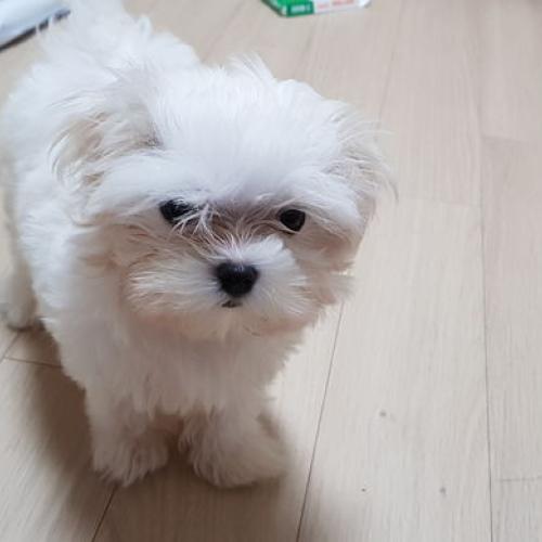 강아지 분양 보냅니다