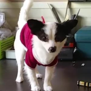 그네를 찾습니다