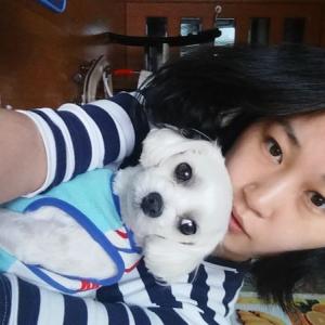 말티즈 강아지찾습니다